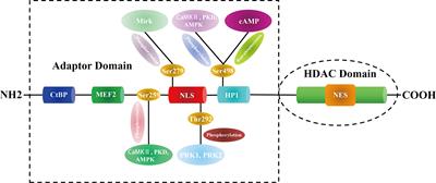 Insights Into the Function and Clinical Application of HDAC5 in Cancer Management